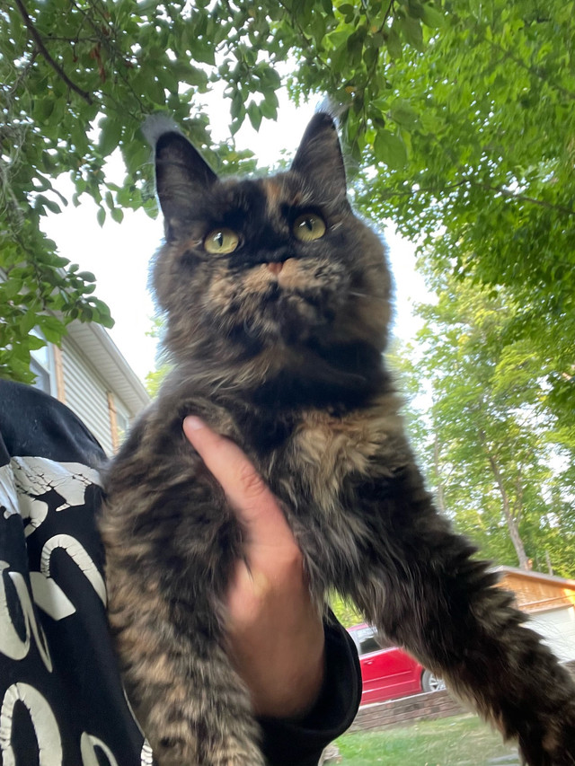 Retired Maine Coon Female in Cats & Kittens for Rehoming in Belleville