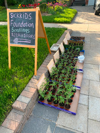 seedlings sale for sick kids foundation