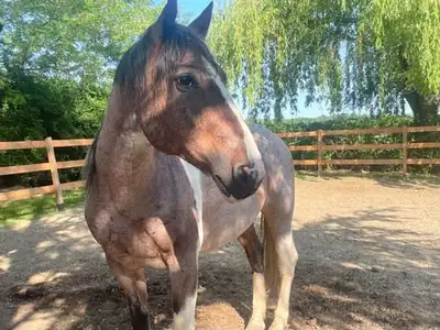 cheval guilding de 15 ans 3500 $, View more