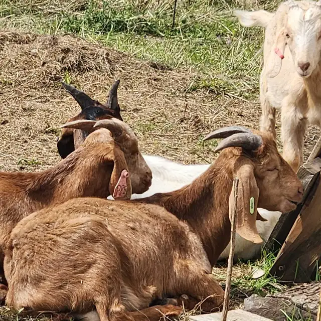 20 Purebred Boer Bucklings – 4 Months Old – $350 Each in Livestock in Oshawa / Durham Region - Image 7