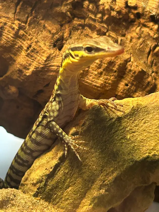 2025 Kimberley Rock Monitor in Reptiles & Amphibians for Rehoming in Ottawa - Image 2