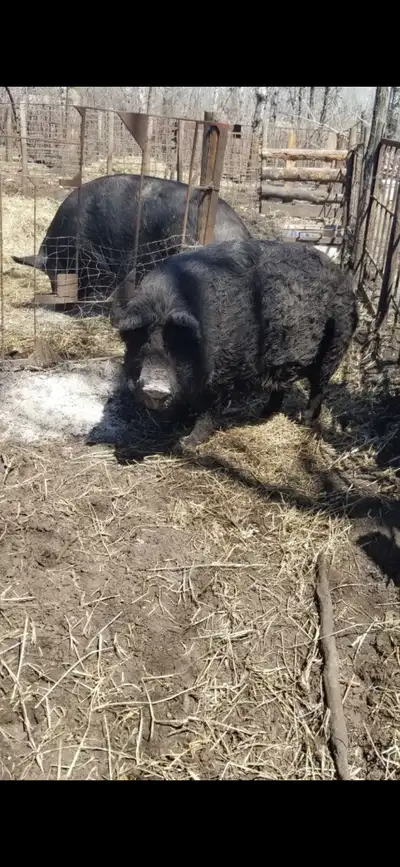 Selling my 2 year old Mangalitsa sow. She had two litters in the last two years and was a good mothe...