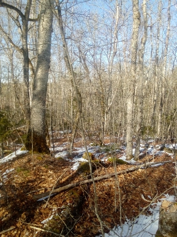 Selling 66 acres of land. Land for Sale Annapolis Valley Kijiji