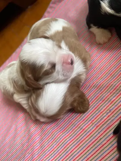 Chiots cavaliers King Charles pure rare, View more