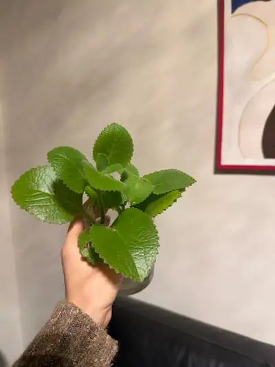 Indian mint plant, View more