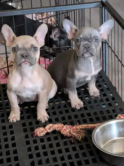 35 ads for blue bulldog in Dogs & Puppies for Rehoming in Canada