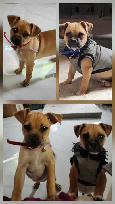 pugs/chihuahua for rehoming, View more