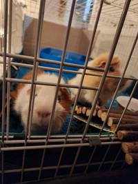 Guinea Pigs - 3yrs old, male