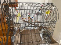 Perruche mâle et femelle avec cage