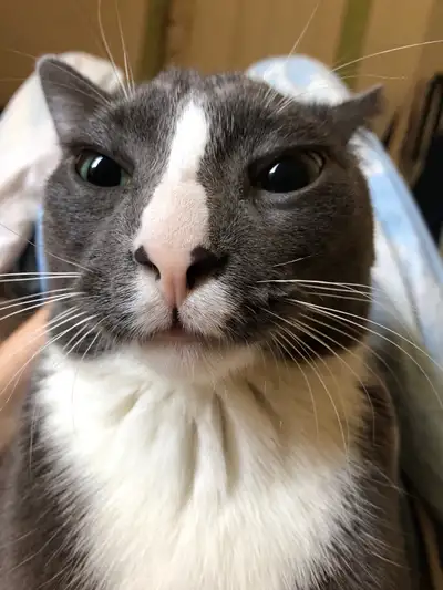 Viens avec nourriture bcp de nourriture gros back litière fermable Le chat a aussi une laisse qui vi...