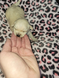 ChiPoo puppies - Chihuahua x Toy Poodle - 1 girl & 2 boys