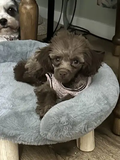 Brown Toy Poodle Female Puppy, View more