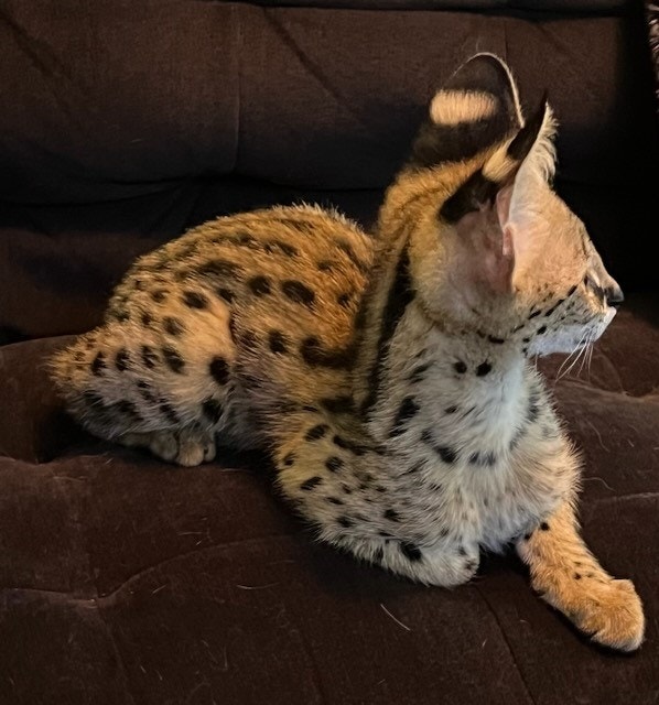 Serval Kitten! Ready To go Home Cats & Kittens for Rehoming Ottawa Kijiji