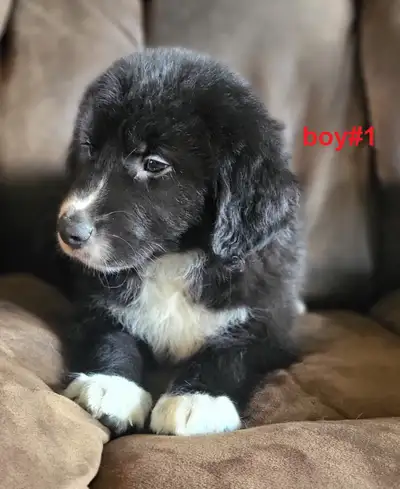 Golden Retriever/Border Collie puppies for adoption, View more