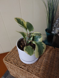 Baby Rubber plant in white planter pot