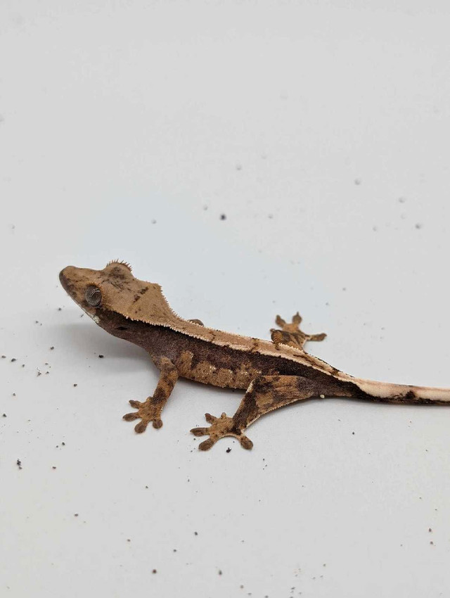 Baby crested gecko in Reptiles & Amphibians for Rehoming in Ottawa