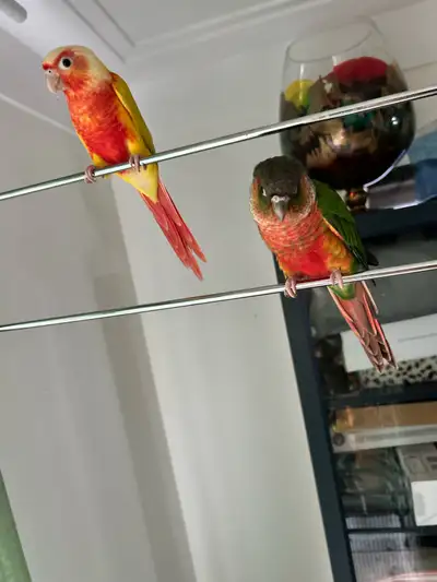 conure parrots,pair, View more