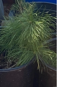 Red Pine Tree $20=FREE Delivery 