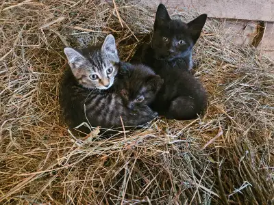 Barn Cats, View more
