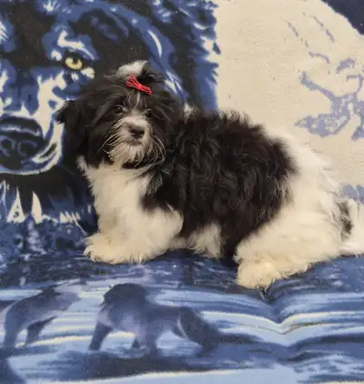 ONE MALE LEFT Super Sweet Shih poo Puppies Ready To Go!, View more