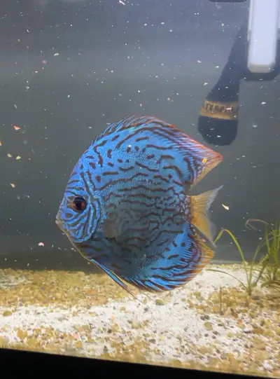 adult discus, View more