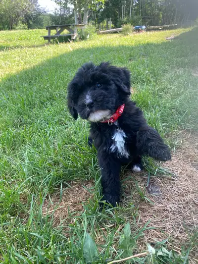 Ready to go F2 Sheepadoodle and Bernsheedoodle puppies, View more