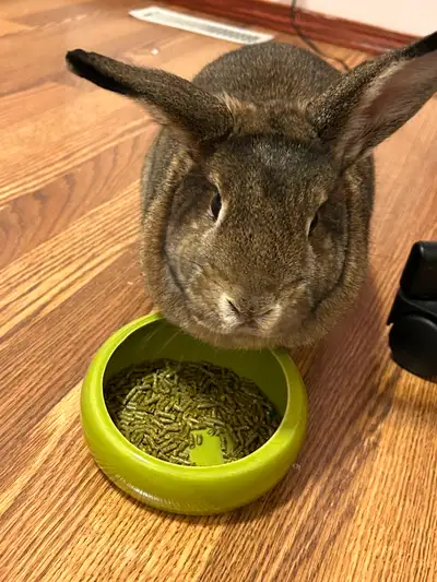 Bunny for sale!, View more