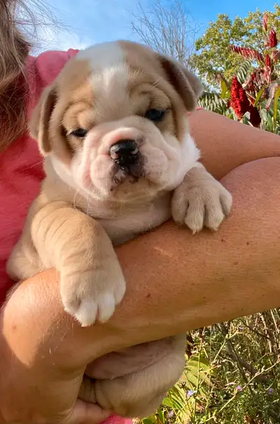 Just look at these little hams, happy outgoing puppies ,ready for new homes 2nd week in October. A s...