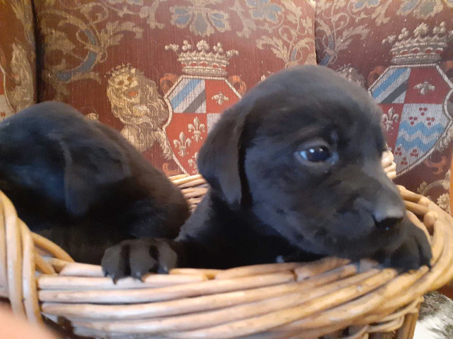 Purebred Black Labrador Pups in Dogs & Puppies for Rehoming in Norfolk County - Image 4