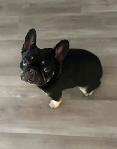 French Bulldog male   Neutered – 4 Years Old – $600, View more