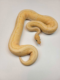 Female Banana Enchi Pinstripe 50% het Pied Ball Python