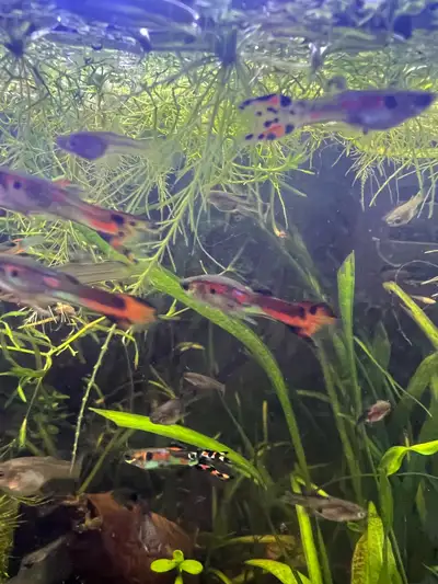 Endler/Guppy Fish, View more