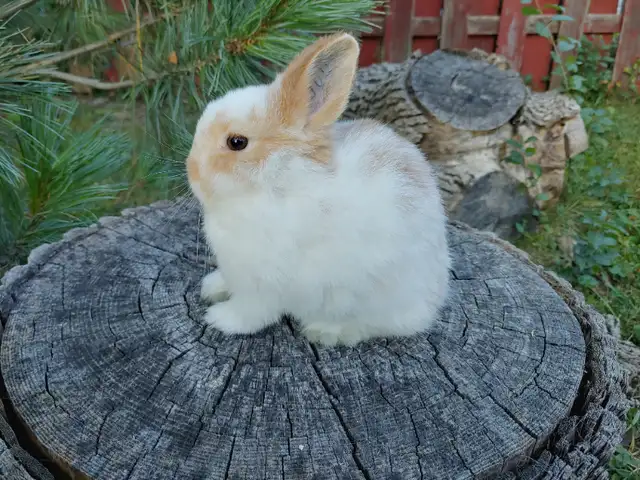 EXTRAORDINARY BABY BLUE-EYED WHITE NETHERLAND DWARF BUNNY RABBIT in Small Animals for Rehoming in City of Toronto - Image 6