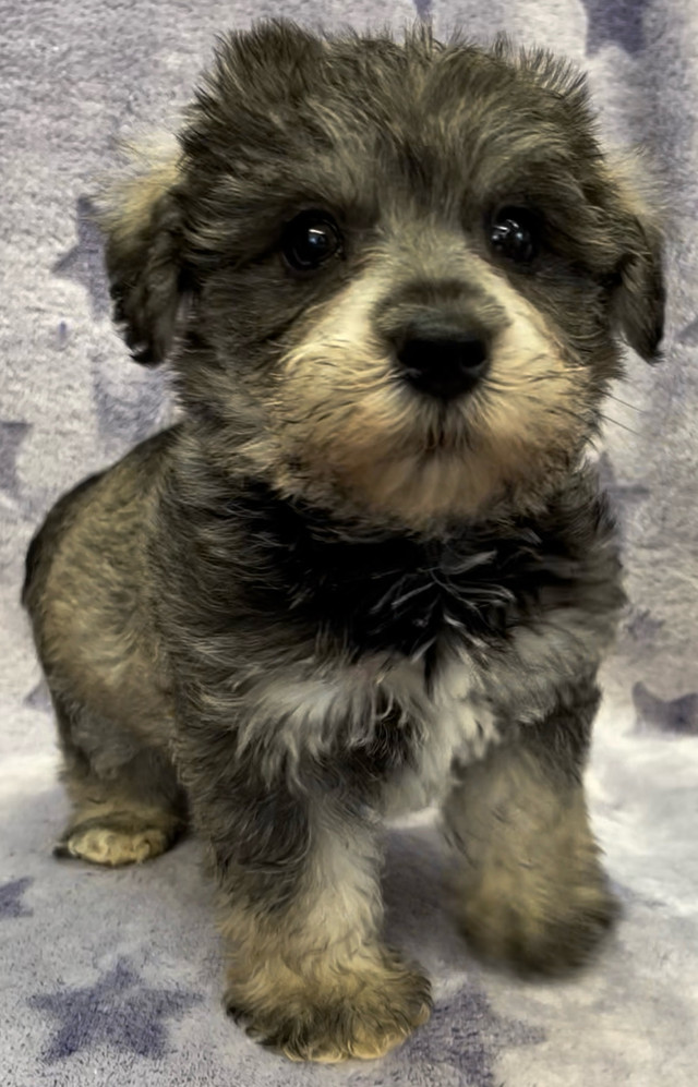 Adorable Mini Schnauzer x Bichon Puppy in Dogs & Puppies for Rehoming in Winnipeg