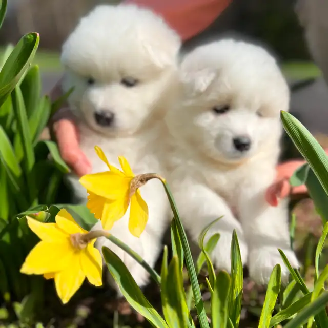 STUNNING SAMOYED LITTER - HIGH QUALITY EUROPEAN PARENTS IN GTA in Dogs & Puppies for Rehoming in Markham / York Region - Image 6
