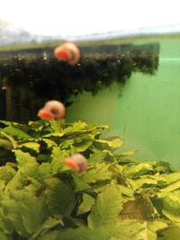 Red ramshorn snails