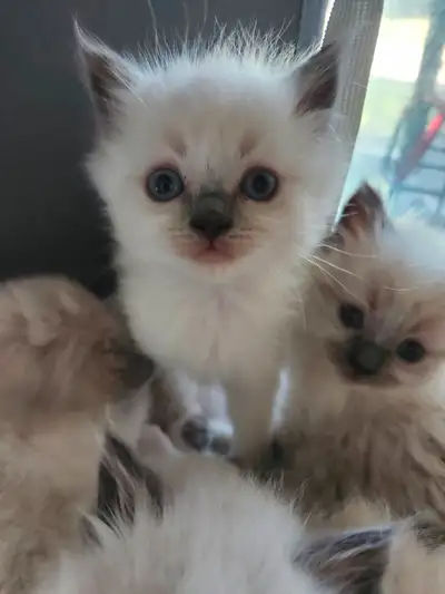 RAGDOLL KITTENS, View more