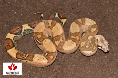 Male Jungle 66% het VPI Sterlings, View more