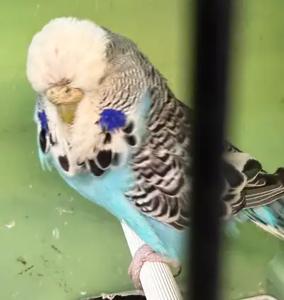 ENGLISH BUDGIE. FEMALE , View more
