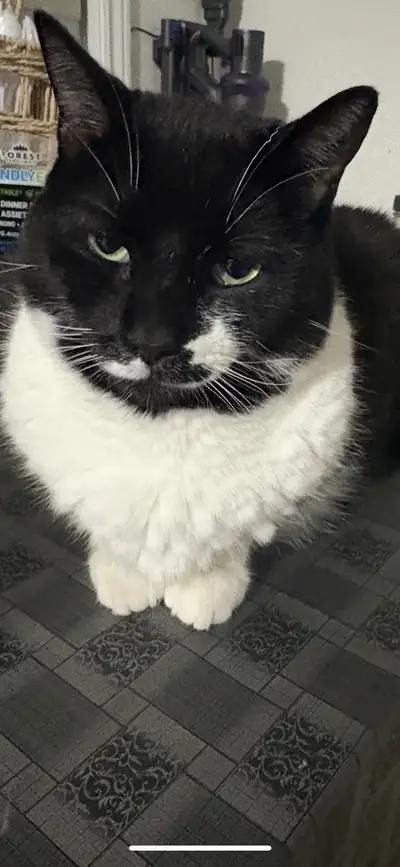 pet cat  indoor outdoor , View more