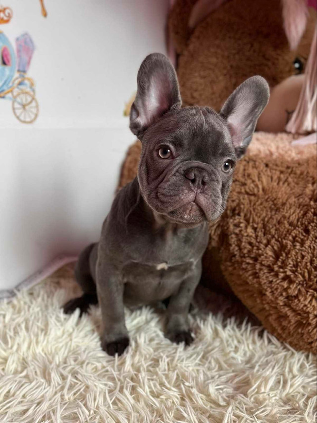 Exotic French Bulldogs in Dogs & Puppies for Rehoming in Hamilton - Image 2