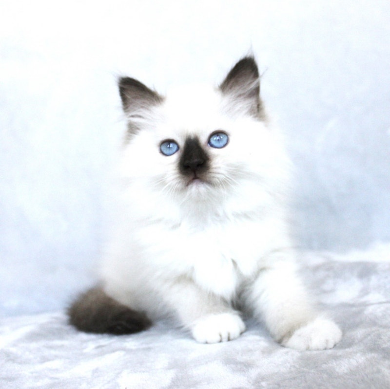 Adorable Ragdoll Kittens With Blue Eyes Cats & Kittens for Rehoming