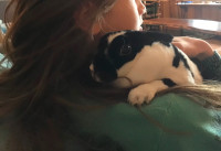Mini Rex rabbit to a good home