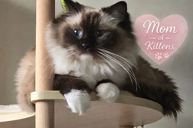 ‏Traditional Ragdoll