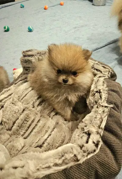 Pomeranian  Puppies, View more