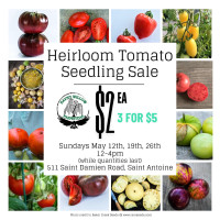 Heirloom Tomato Seedling Sale 2024