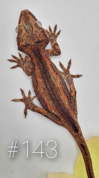 Amazing Gargoyle Gecko, NG Lineage, Red Striped Red Base