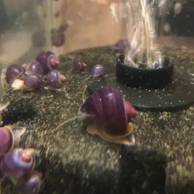 Purple Mystery Snails, View more