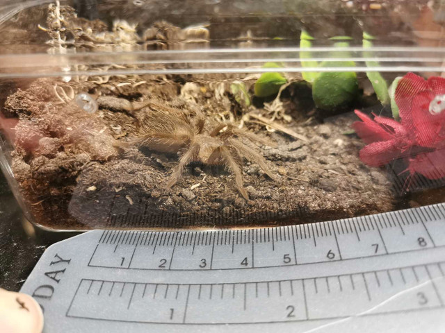 Tarantula - Lasiodora parahybana slings dans Autres animaux à adopter  à Ville de Montréal - Image 2