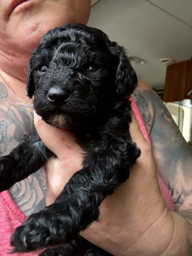 Poodle puppies in Dogs & Puppies for Rehoming in Penticton - Image 4